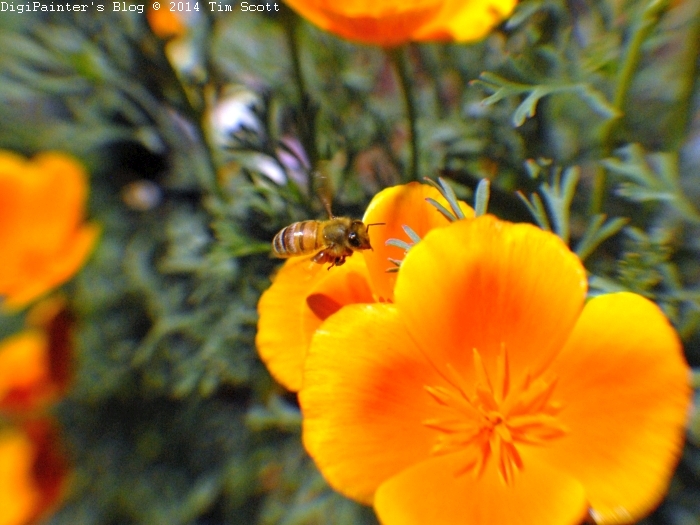 Honeybee & Poppy